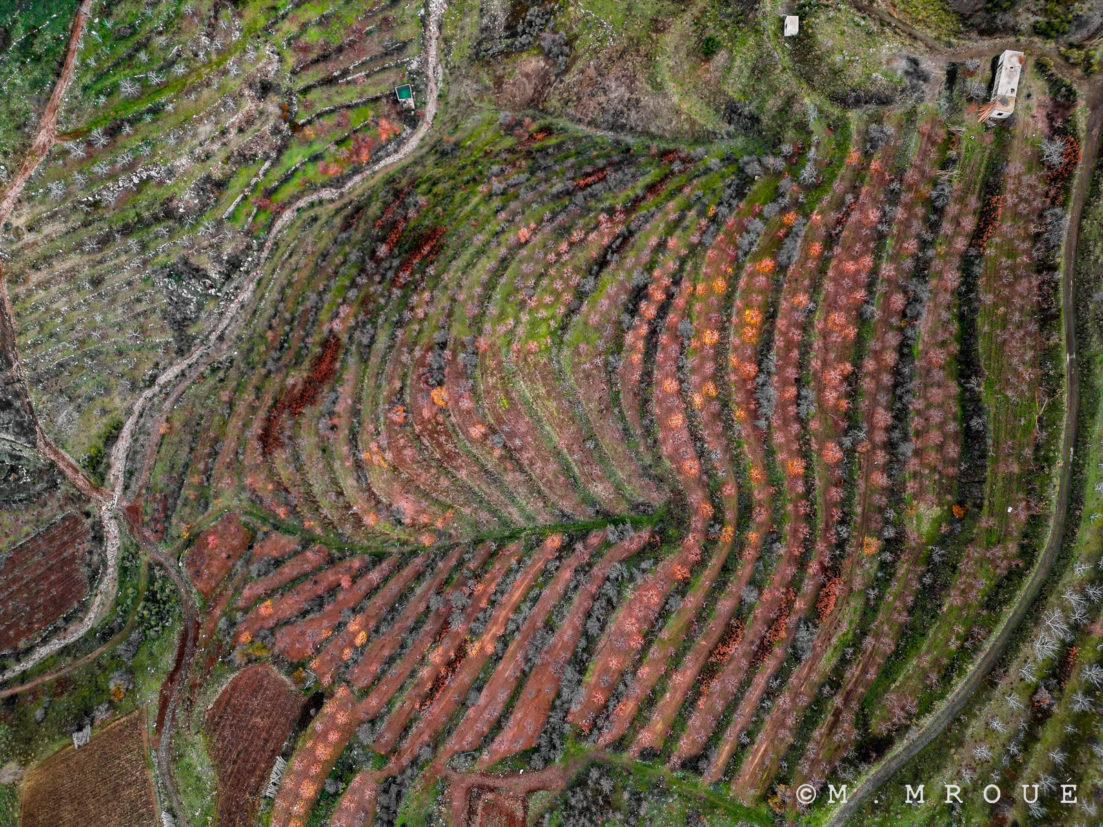 Apple Tree Plantation