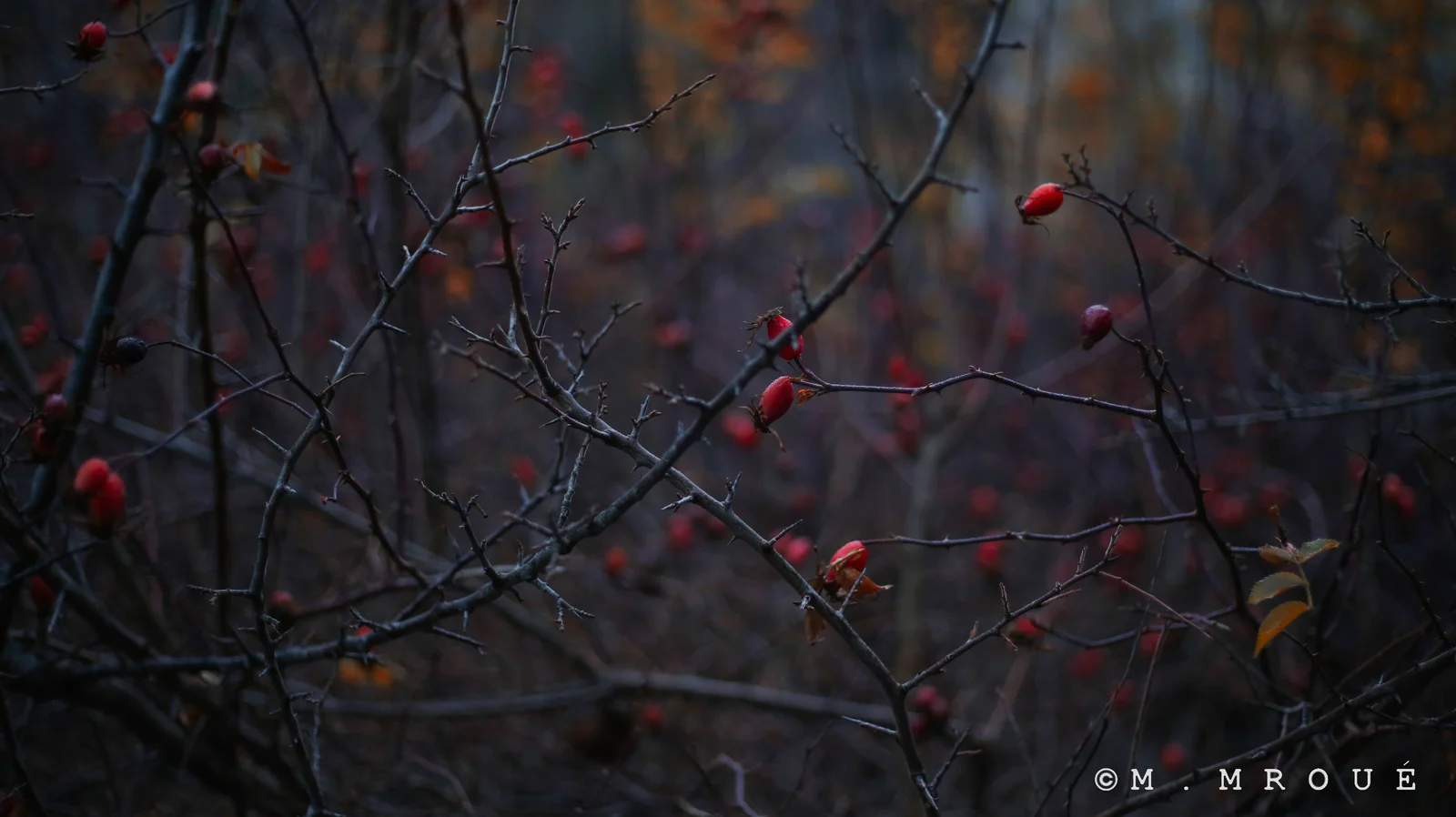 Baie Rouge Baatara